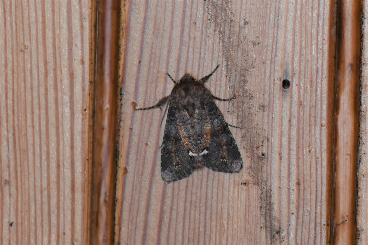 Agrotis ipsilon e Ceramica pisi - Noctuidae